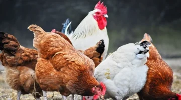 تحديث جديد.. أسعار الدواجن والبيض تسجل أرقامًا مختلفة في تعاملات الإثنين بمصر